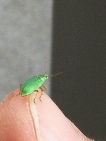finger - (Tiere, Insekten, Identifikation)