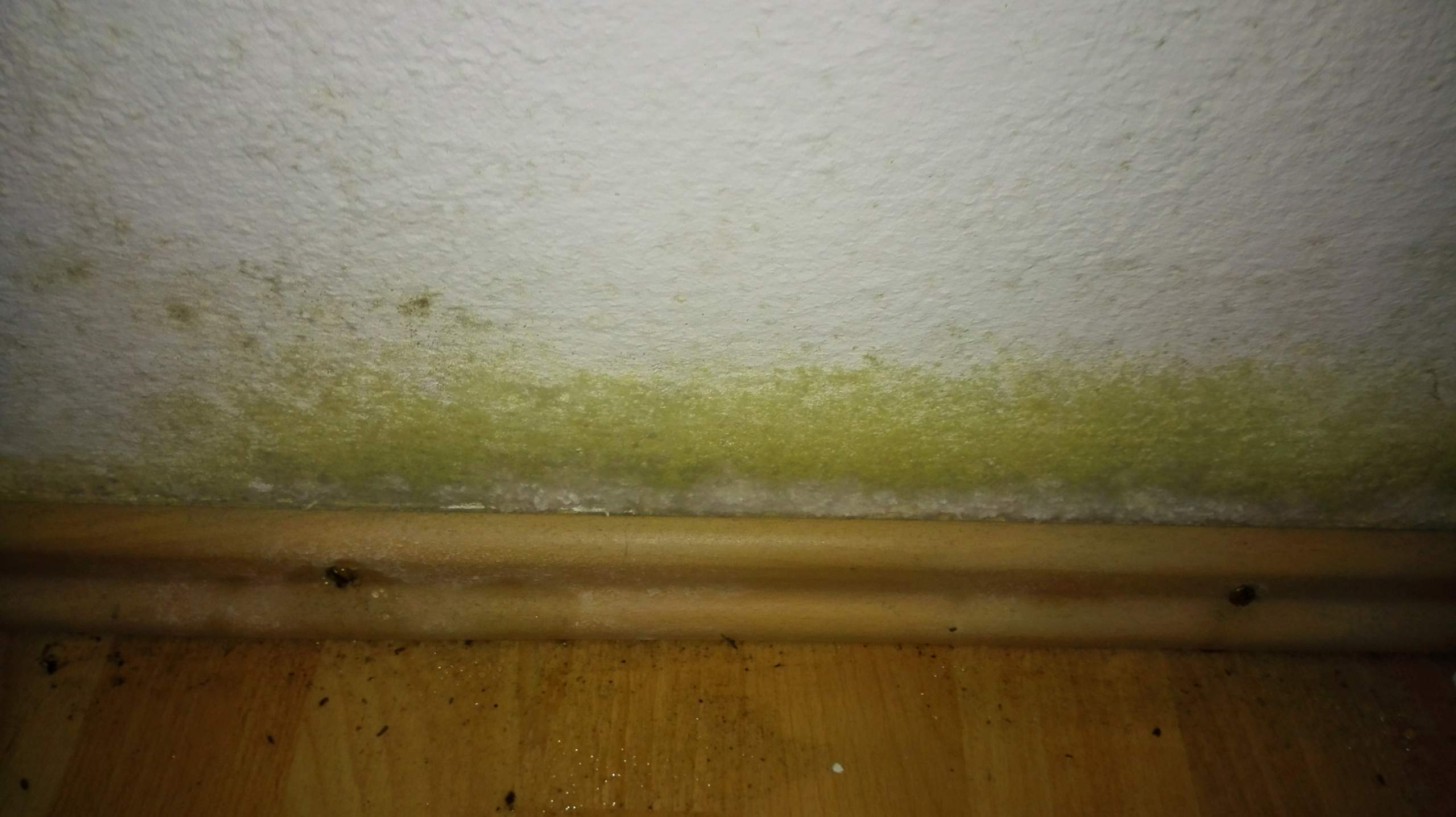 Grüner Schimmel an der Wand - woher kommt er, wie entfernen?
