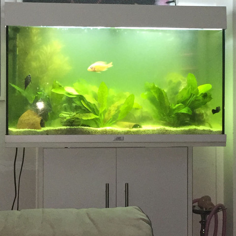 Grünes Aquarium, was tun? (Wasserwerte)