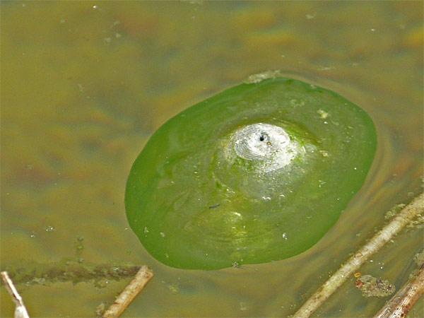 Grünes Ei im Teich was ist das? (Biologie)