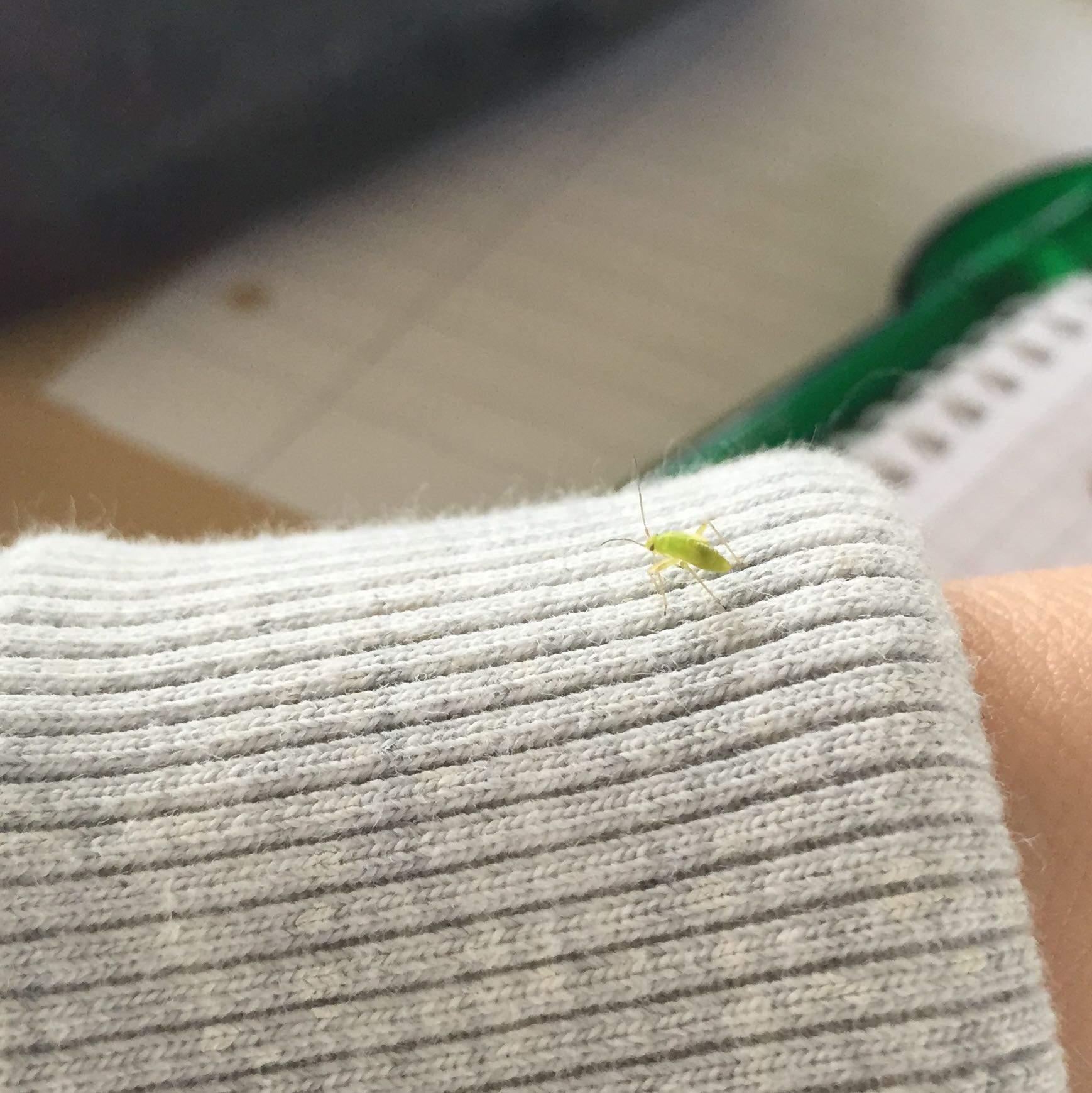 Was ist das für ein grünes Insekt mit 6 Beinen? (Tiere, Insekten, Artenbestimmung)