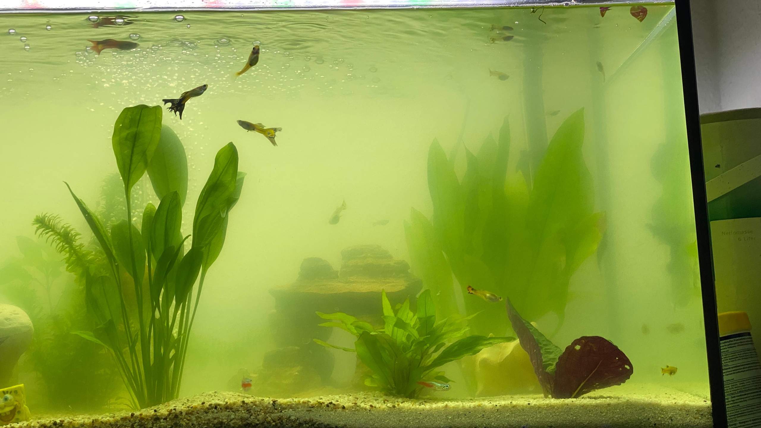 Grünliches Wasser, was tun? (Aquarium, Filter, Pumpe)