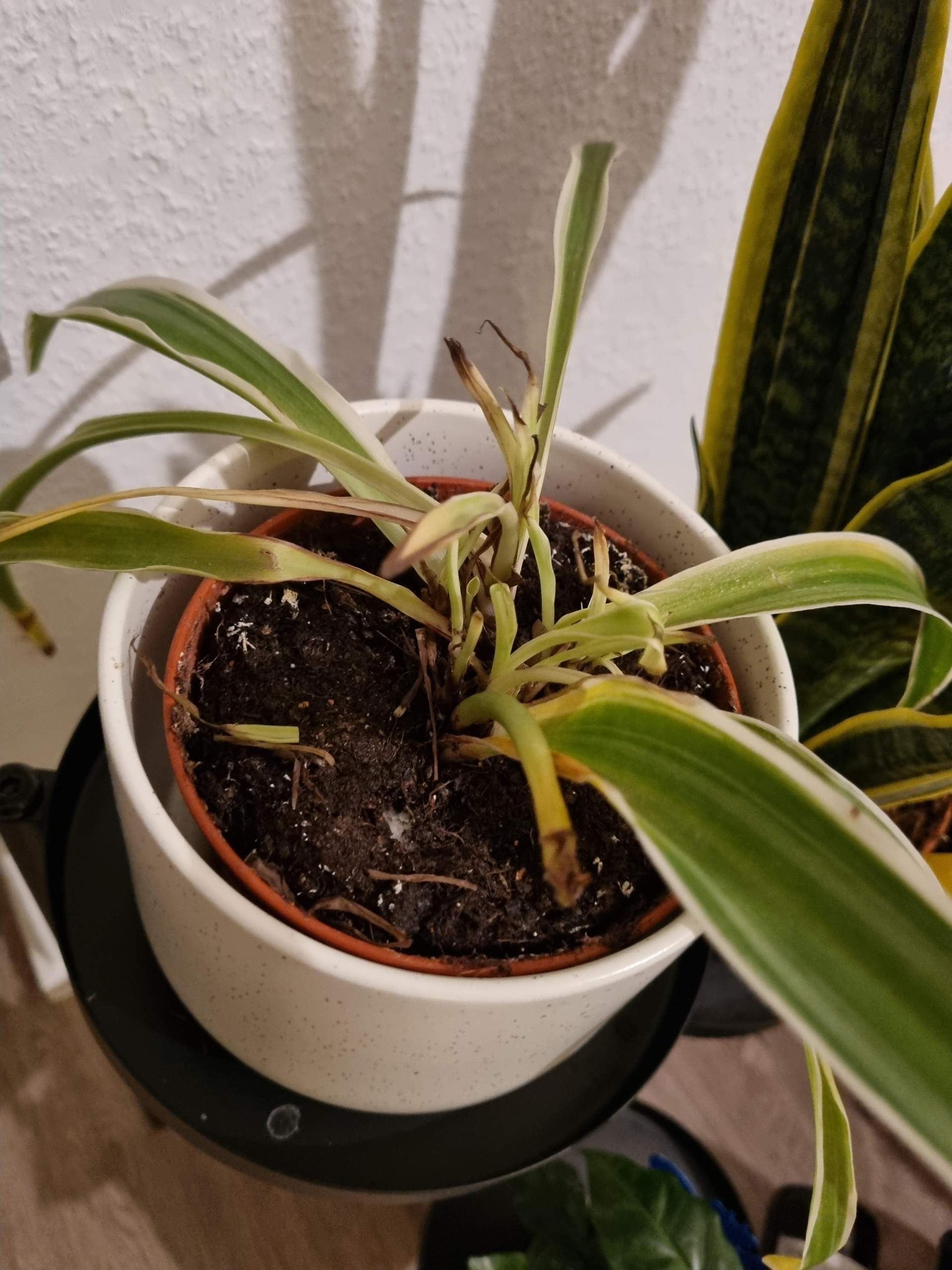 Grnlilie braun und Bltter wirken verfault. Hilfe? (Wasser, Blumen,  Pflanzenpflege)