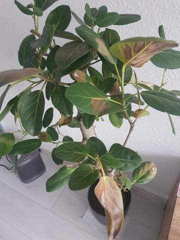 Grünpflanze (Ficus benghalensis) Krankheit?