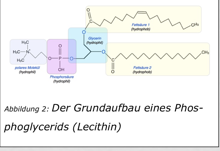 Grundaufbau Lecithin Erklärung? (Schule, Chemie, strukturformel)