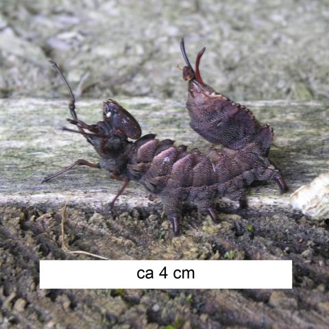 Insekt im Profil - (Tiere, Biologie, Insekten)