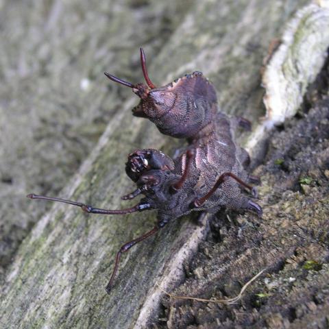 Insekt schräg von vorne - (Tiere, Biologie, Insekten)