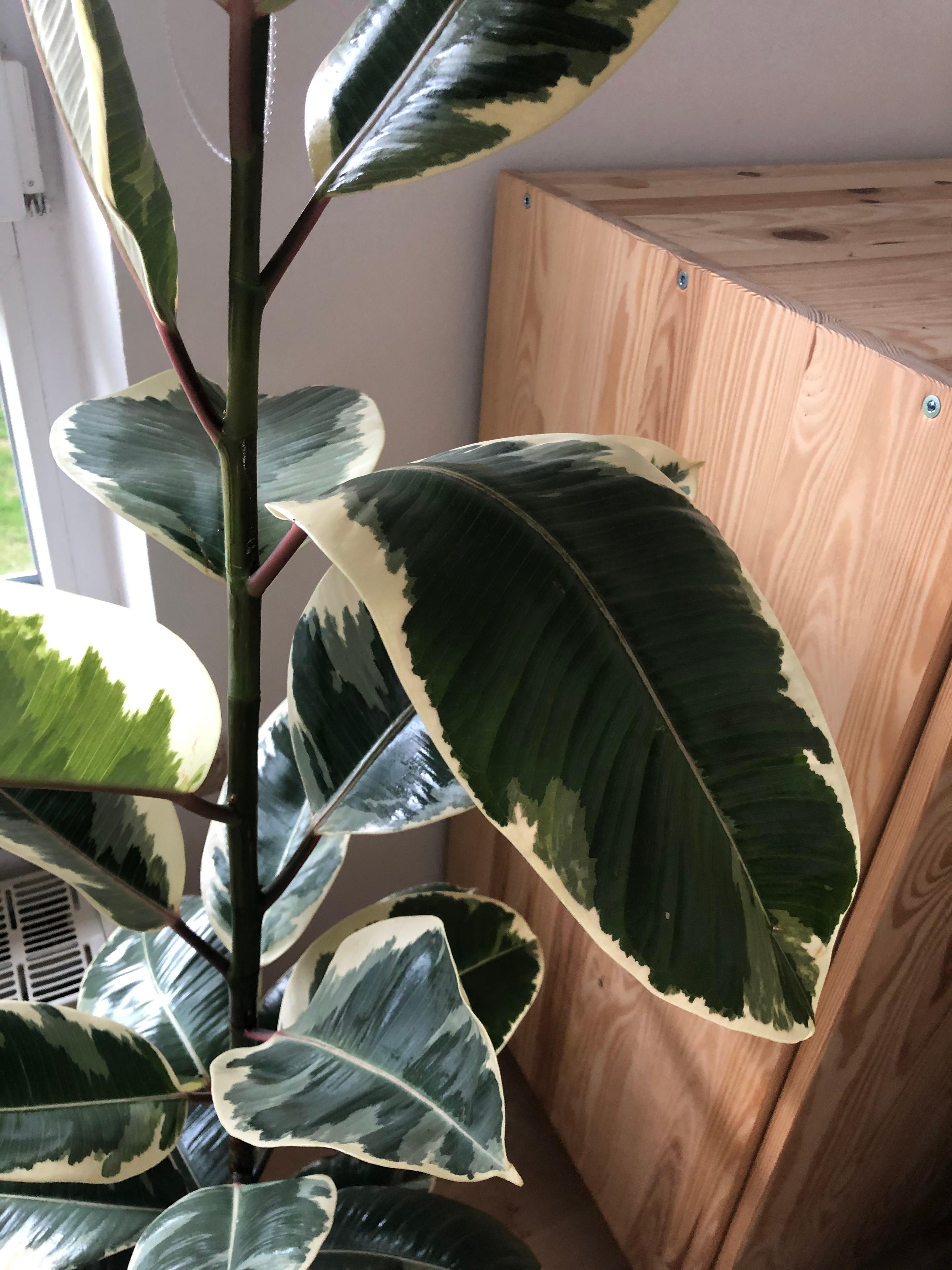 Gummibaum Blatt hängt? (Pflanzen, Pflege, Erde)