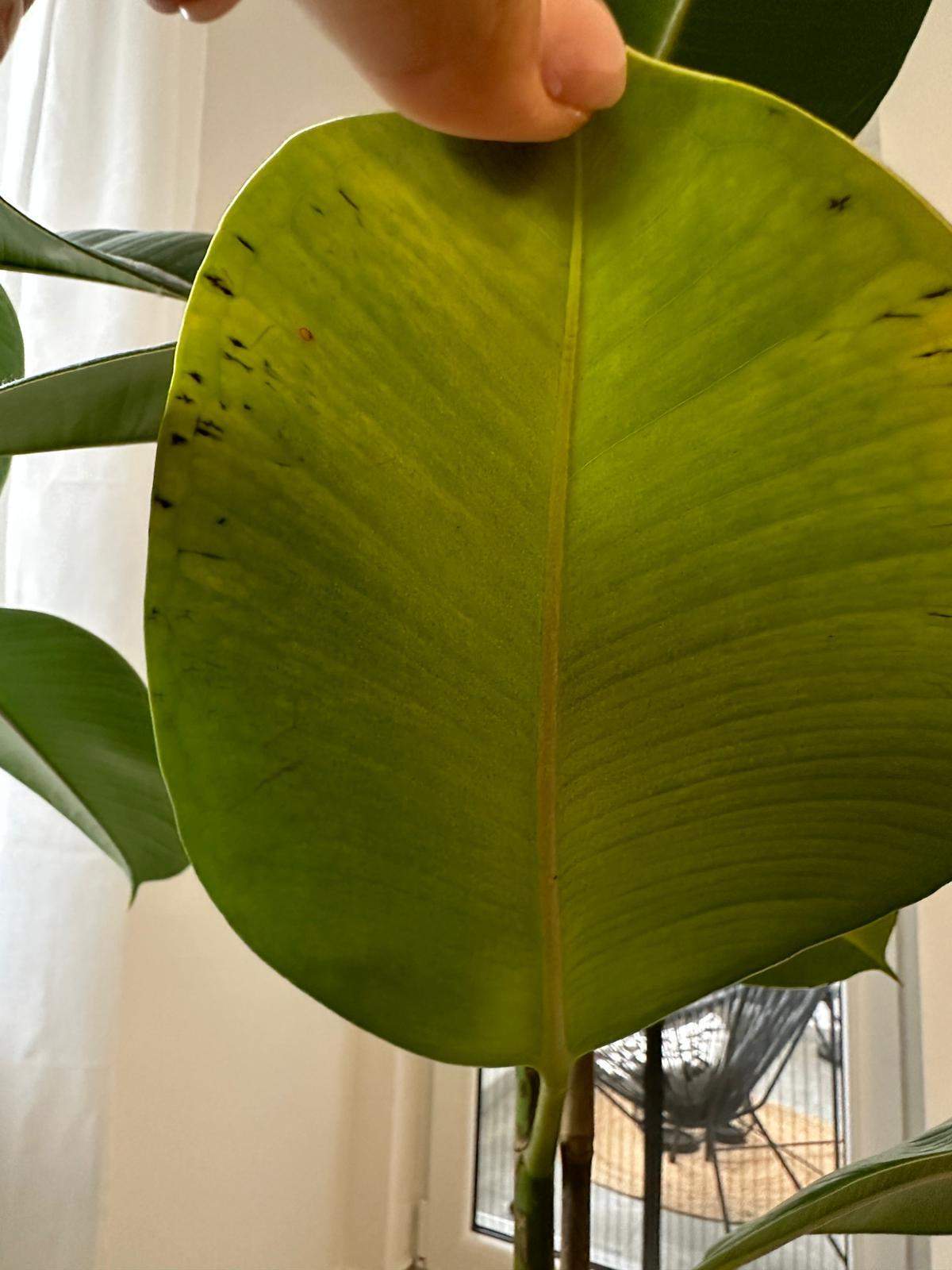monstera leaf print Monstera Leaf Art Print