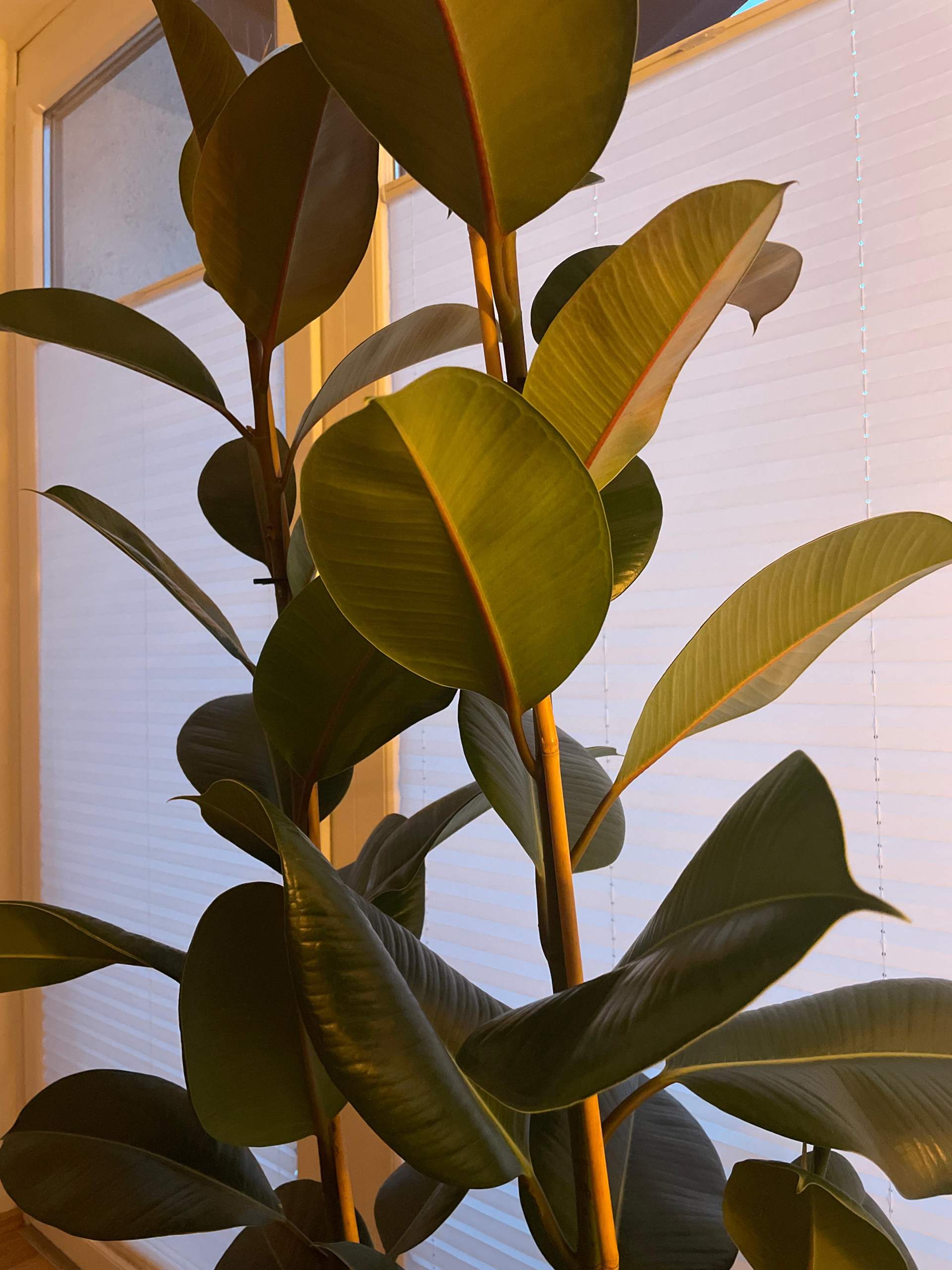 Gummibaum krank? (Pflanzen)