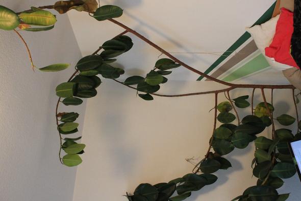 Gummibaum verliert alle Blätter! Hilfe! (Pflanzen, Garten, Pflanzenpflege)