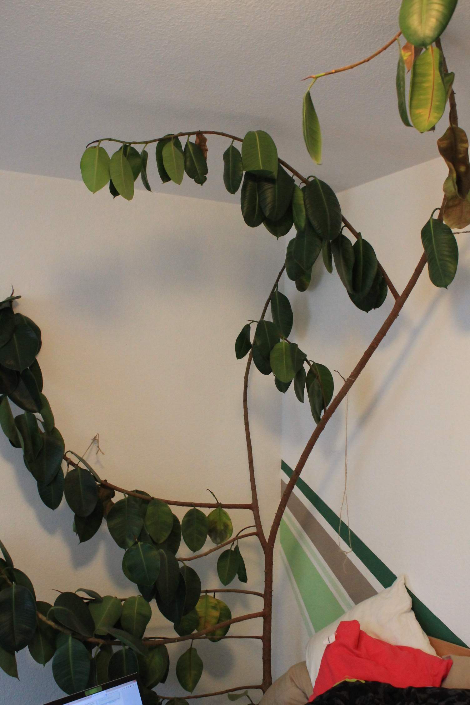 constellation monstera 10