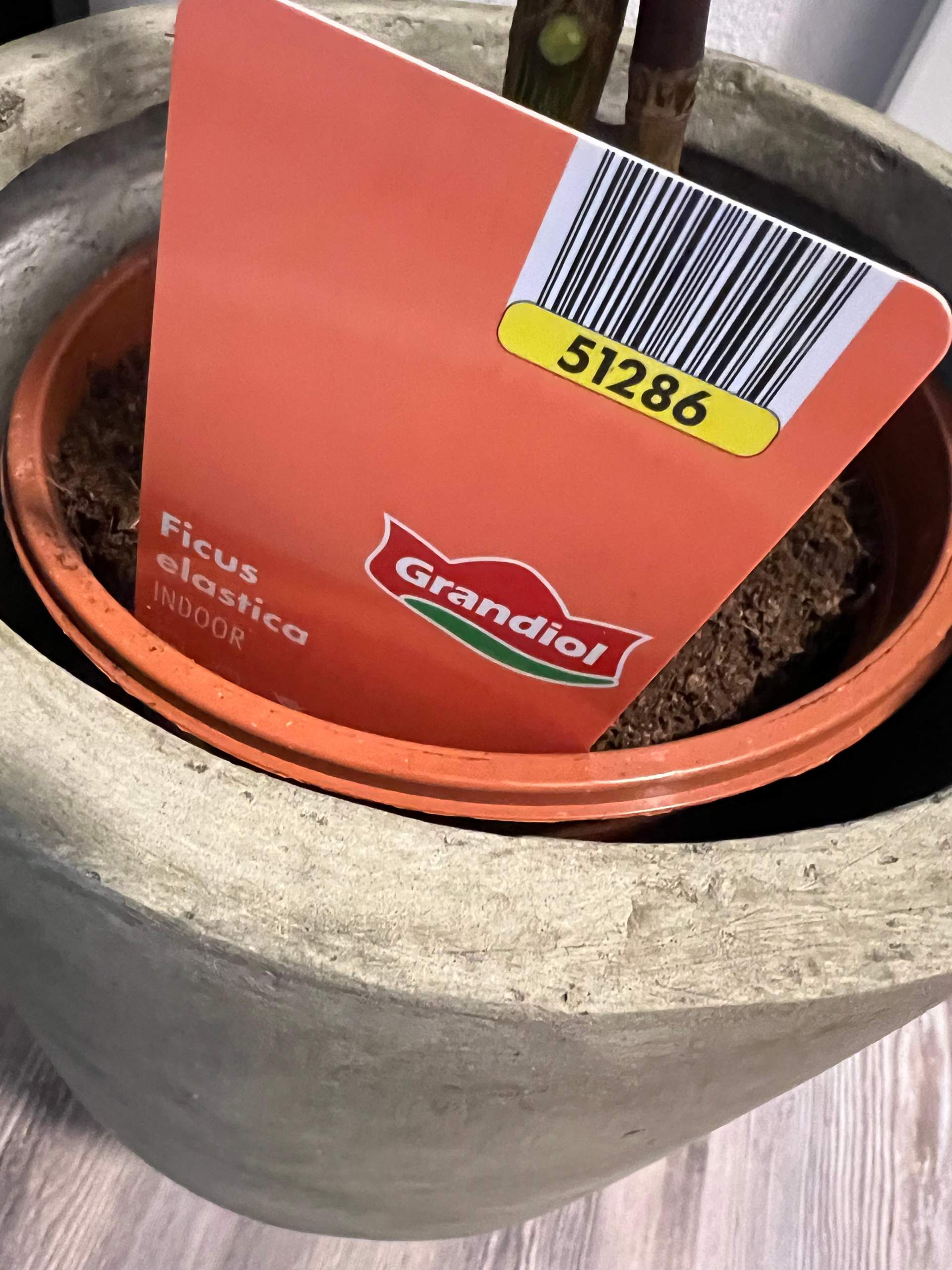 Gummibaum verliert Blätter was tun? (Pflanzenpflege, Schädlinge