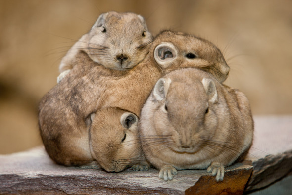 Gundi Halten Haustiere