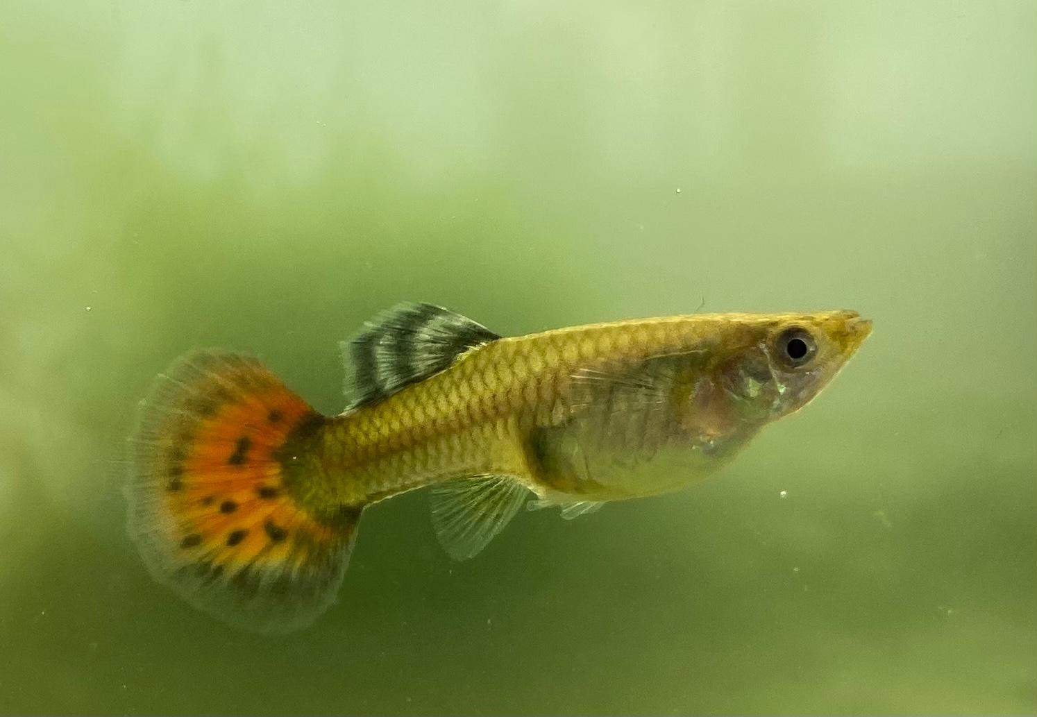 Guppy geburt soweit? (Fische, Aquarium, Aquaristik)
