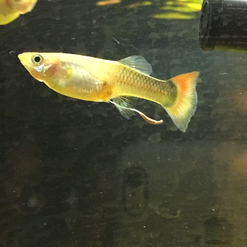 Guppy hängt sowas raus was Kann es sein? (Kot, Faden)