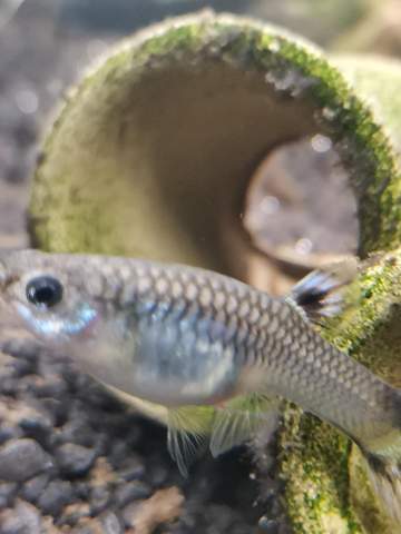 guppy krankheit