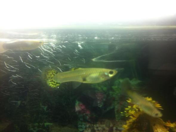 Guppy - (schwanger, Fische, Aquarium)