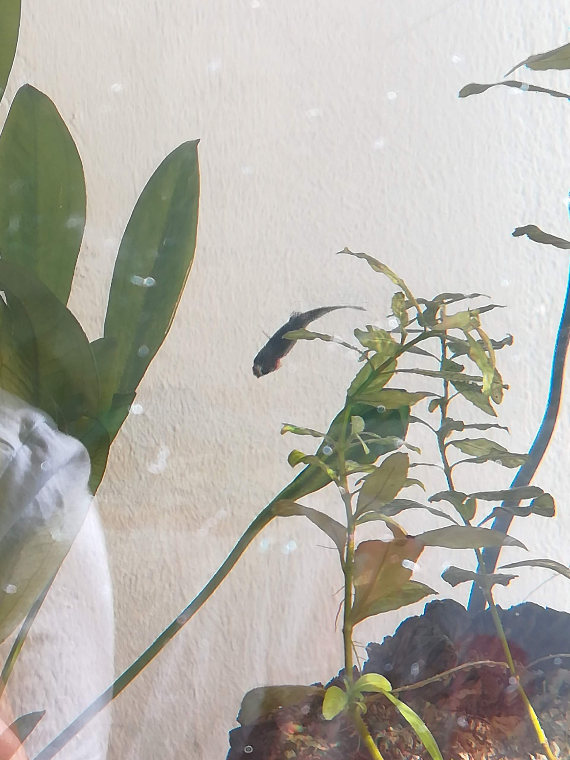 Guppy schwimmt senkrecht, was kann sein? (Wasser, Fische, Aquarium)