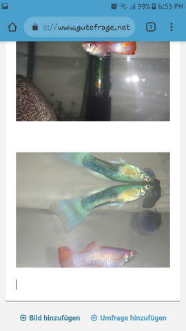 - (Aquarium, guppy, guppy weibchen)
