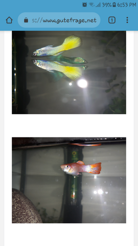 - (Aquarium, guppy, guppy weibchen)