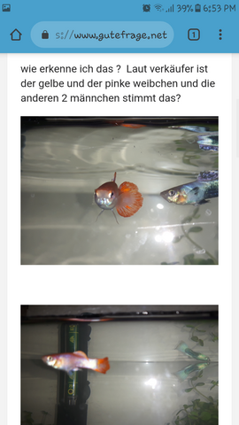 - (Aquarium, guppy, guppy weibchen)