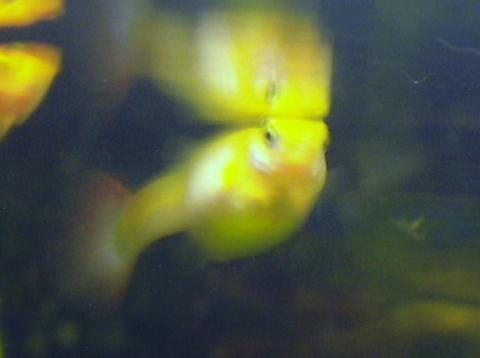 Guppy Weibchen - (Fische, Aquarium, Guppy)