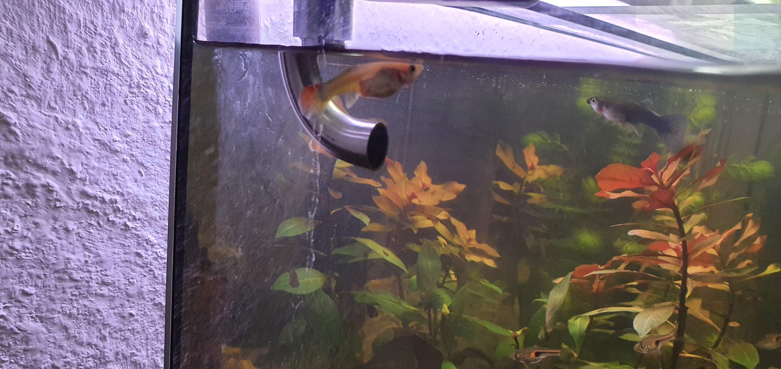 Guppy Weibchen Schwanger steht sie vor der Geburt? (Tiere, Schwangerschaft, Haustiere)