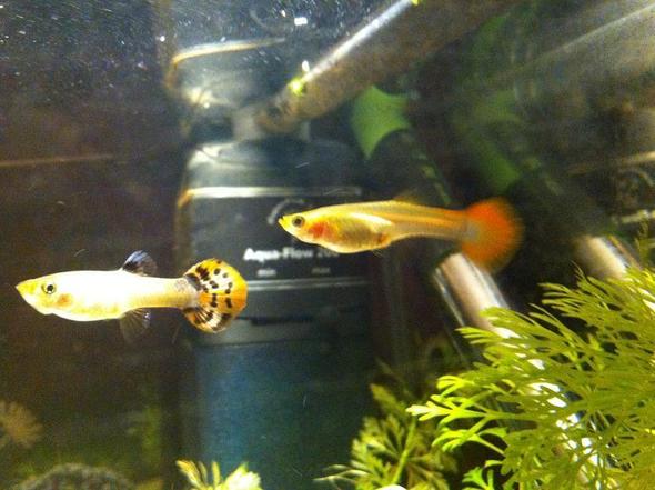 bild 1 - (Tiere, Fische, Aquarium)
