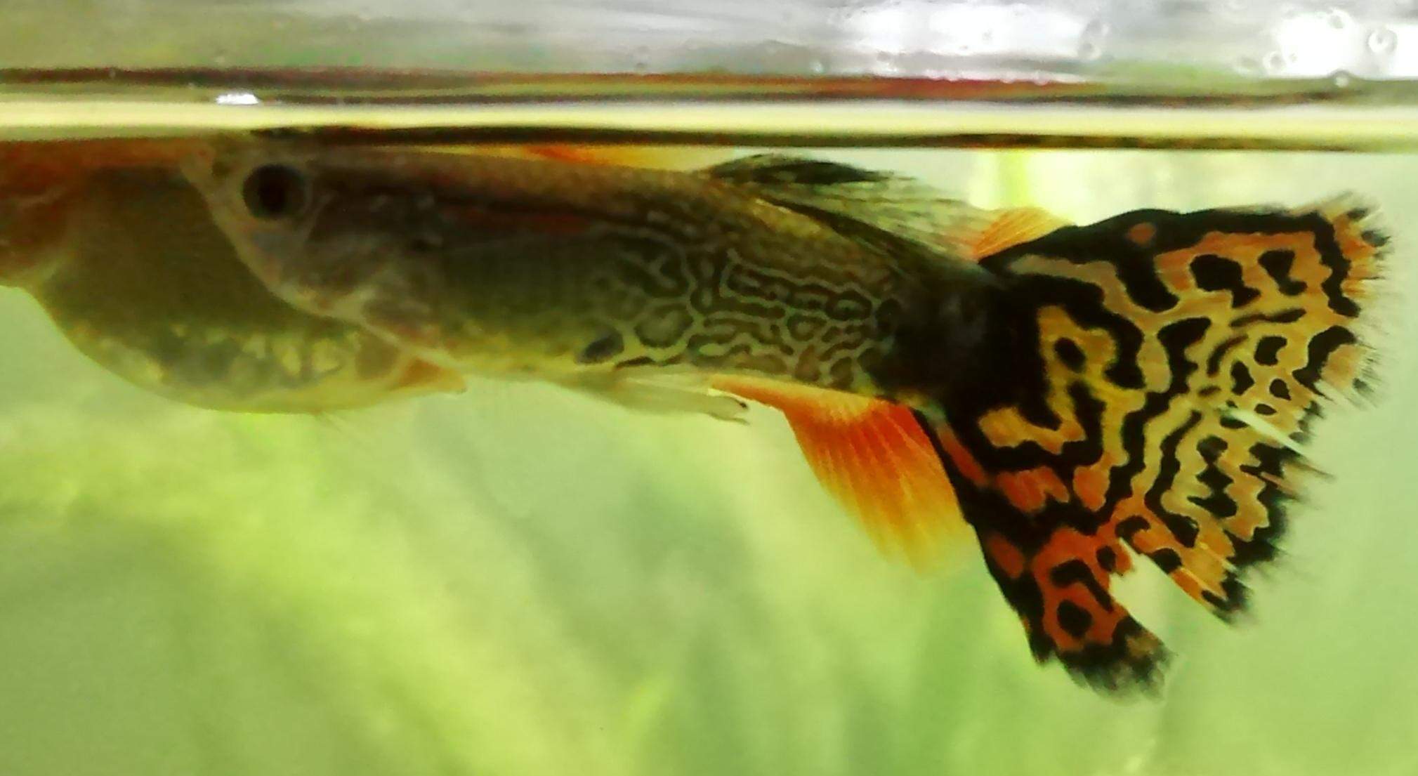 Guppys Flossenfäule? (Tiere, Fische, Aquarium)