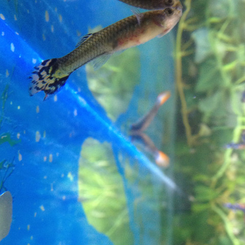 Das betroffene guppy Weibchen - (Tiere, Fische, Aquarium)
