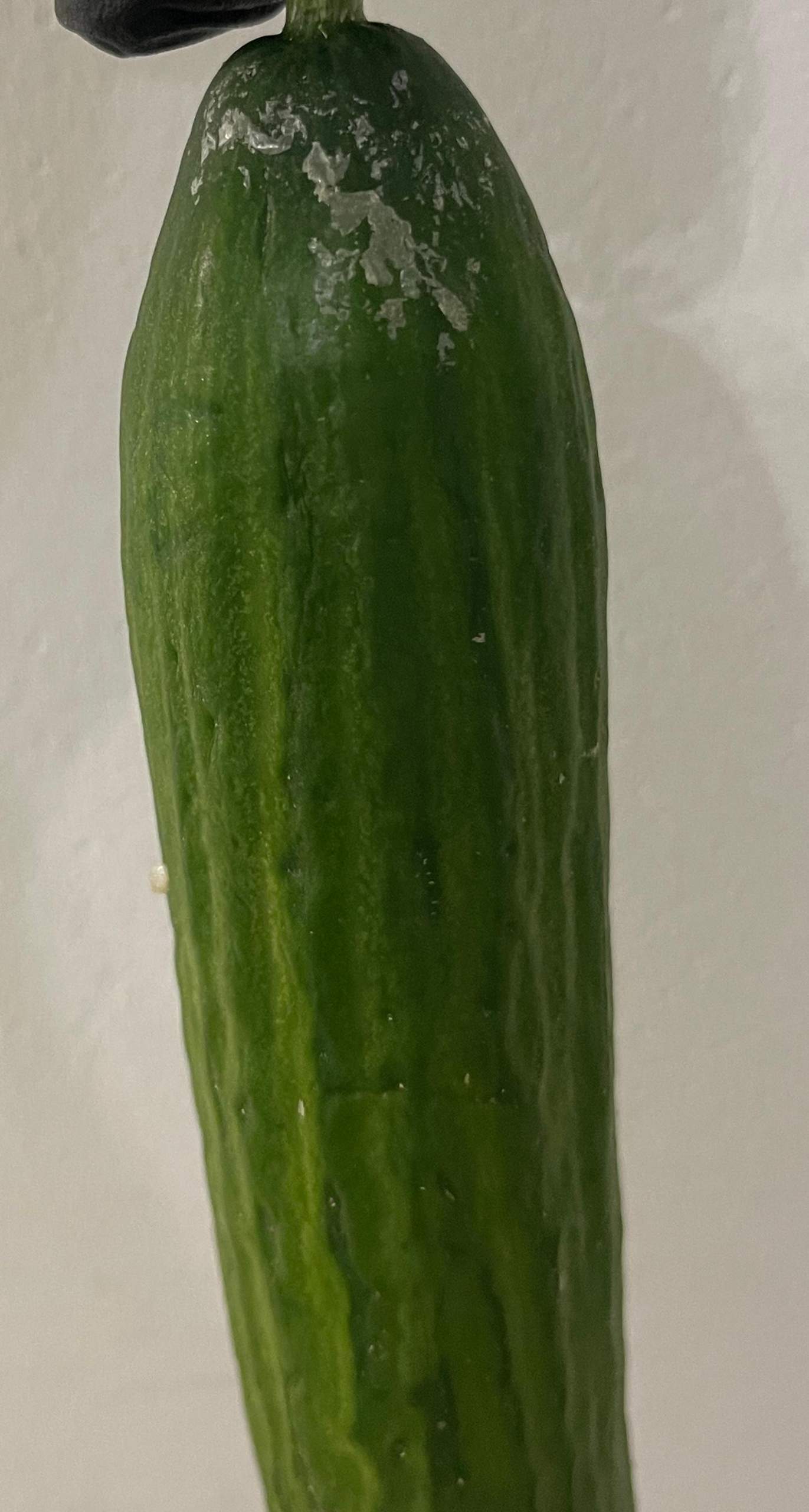 Gurke komische Stellen? (giftig, essbar)