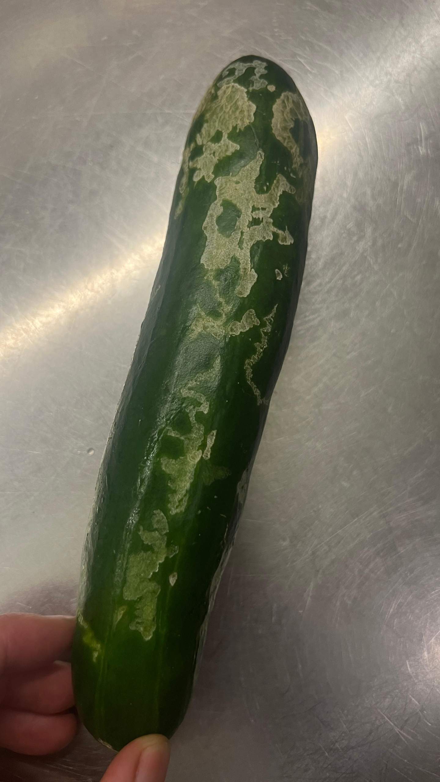 Gurke mit seltsamer Struktur noch essbar? (Gemüse, Gurken)