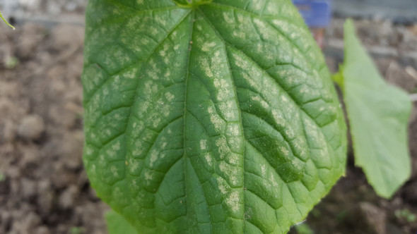 Gurkenpflanze Krankheit Pflanzen Gartner Gurken