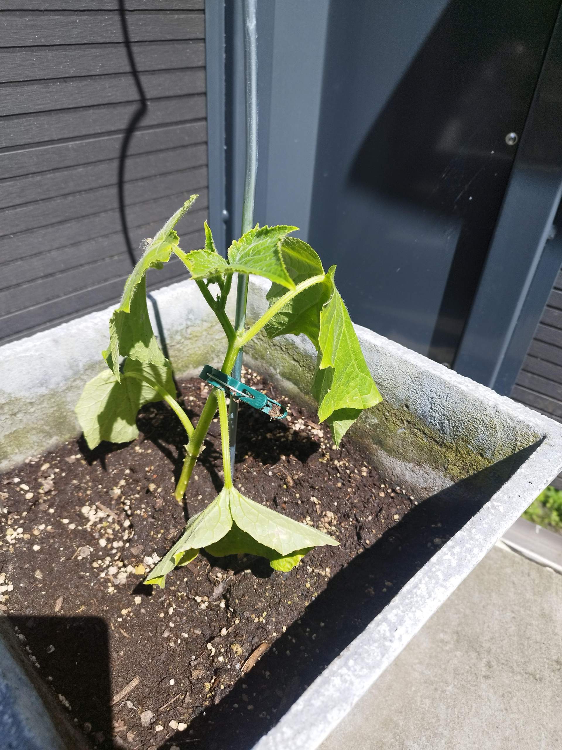 Gurkenpflanze lässt Blätter hängen warum? (Garten, Gemüse, Gärtner)