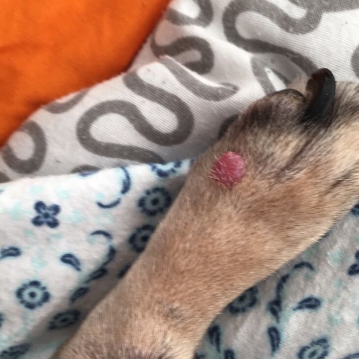 Gutartiger Tumor wächst beim Hund, was muss getan werden? (Geld, Tiere