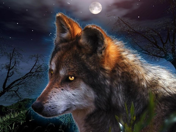 2 Wolf - (Name, Fantasy, Wölfe)