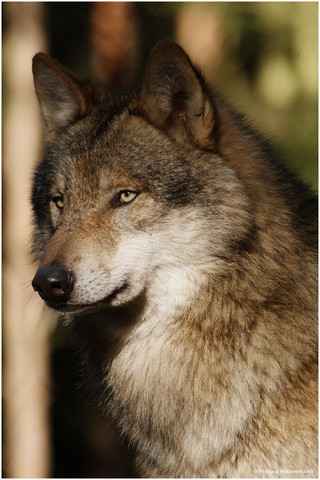 5 Wolf - (Name, Fantasy, Wölfe)
