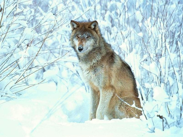 8 Wolf - (Name, Fantasy, Wölfe)