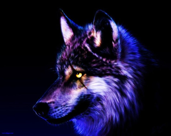 Gute Namen Fur Diese Wolfe Fantasy Kurzgeschichte Wolf