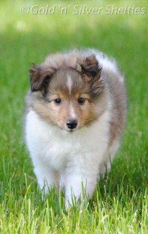 Pomchi Hunde Und Welpen Kaufen In Nordrhein Westfalen Ebay Kleinanzeigen