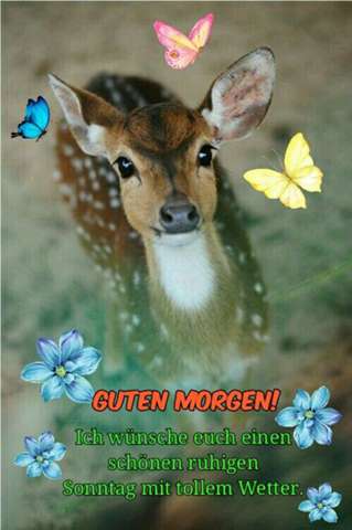 Guten Morgen Heute Zum Sonntag Welche Bestrafungen Haben