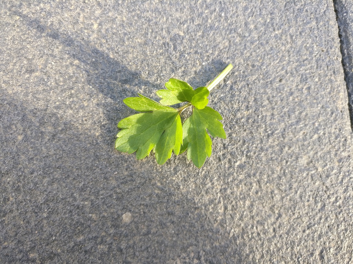 Guten Tag Kennt sich jemand mit Unkräuter aus um welches