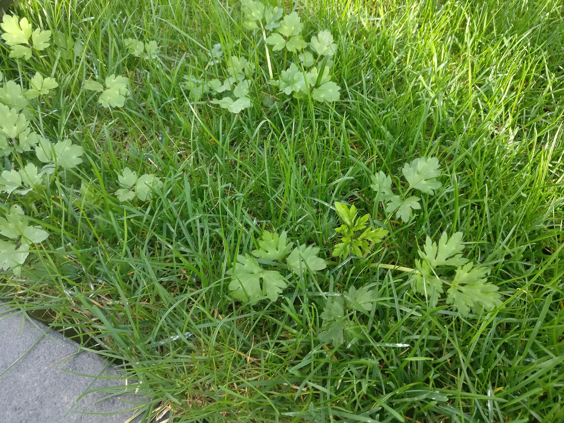 Guten Tag Kennt sich jemand mit Unkräuter aus um welches Unkraut handelt es sich hier? Mein ...