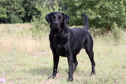 Guter Wach-Familien Hund? (Wachhund)