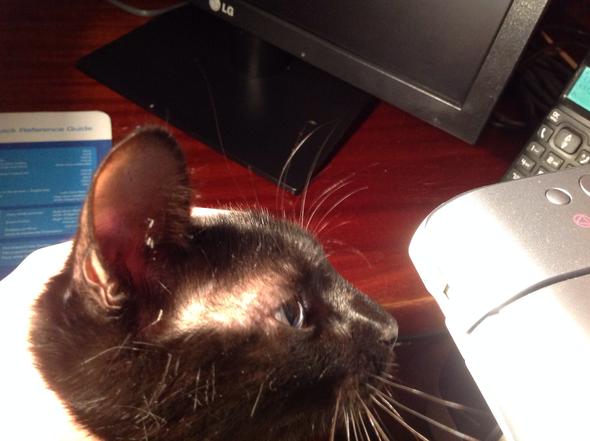 haar aus fall uber augen bei katze tiere katzen