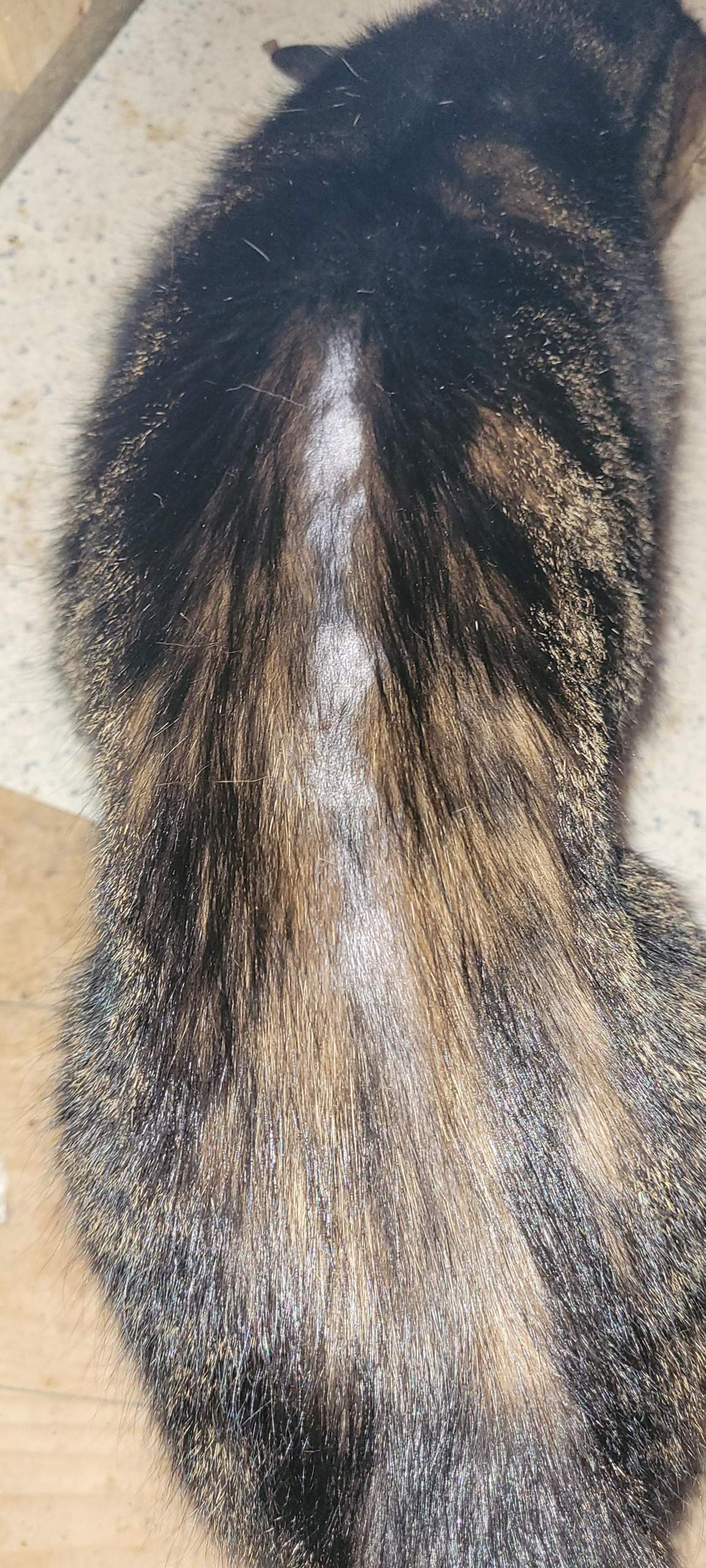 Haarausfall am Rücken bei Katze? (Tierarzt, Kater, Tierhaltung)