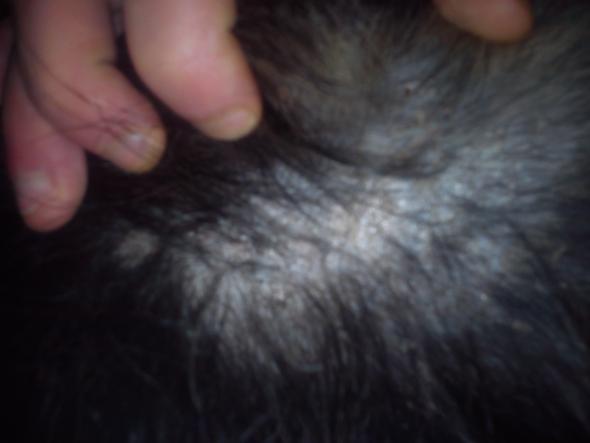 Stellen wo der Haarwuchs ausfällt  - (Hund, Haarausfall)