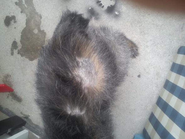 Haarausfall bei meinem Hund