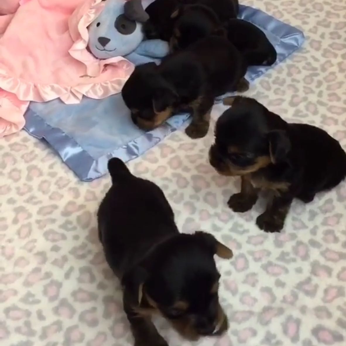 haare vom welpen so schneiden lassen